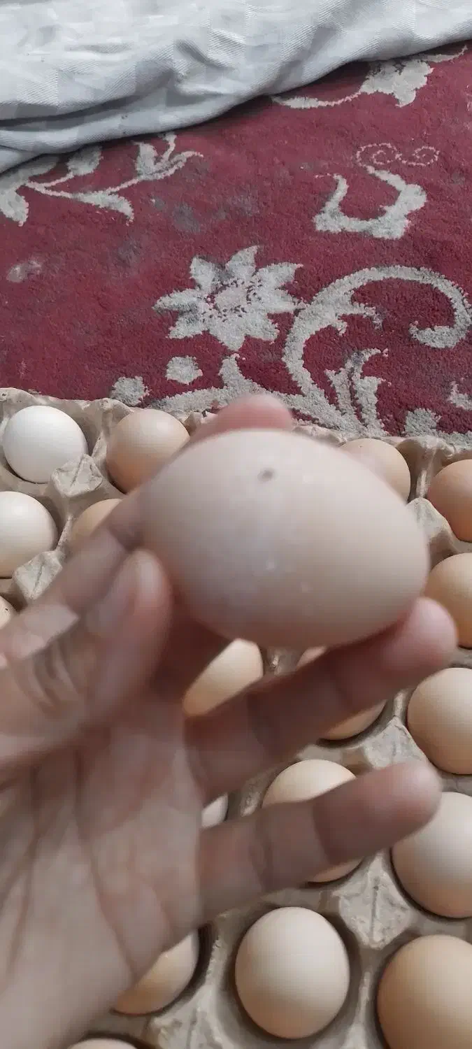 تخم مرغ محلی موجود است|خوردنی و آشامیدنی|دزفول, |دیوار