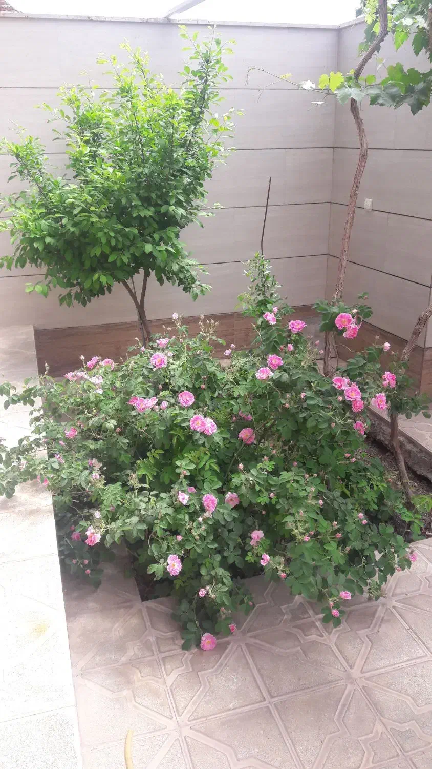 نهال گل محمدی|گل و گیاه طبیعی|بیرجند, |دیوار