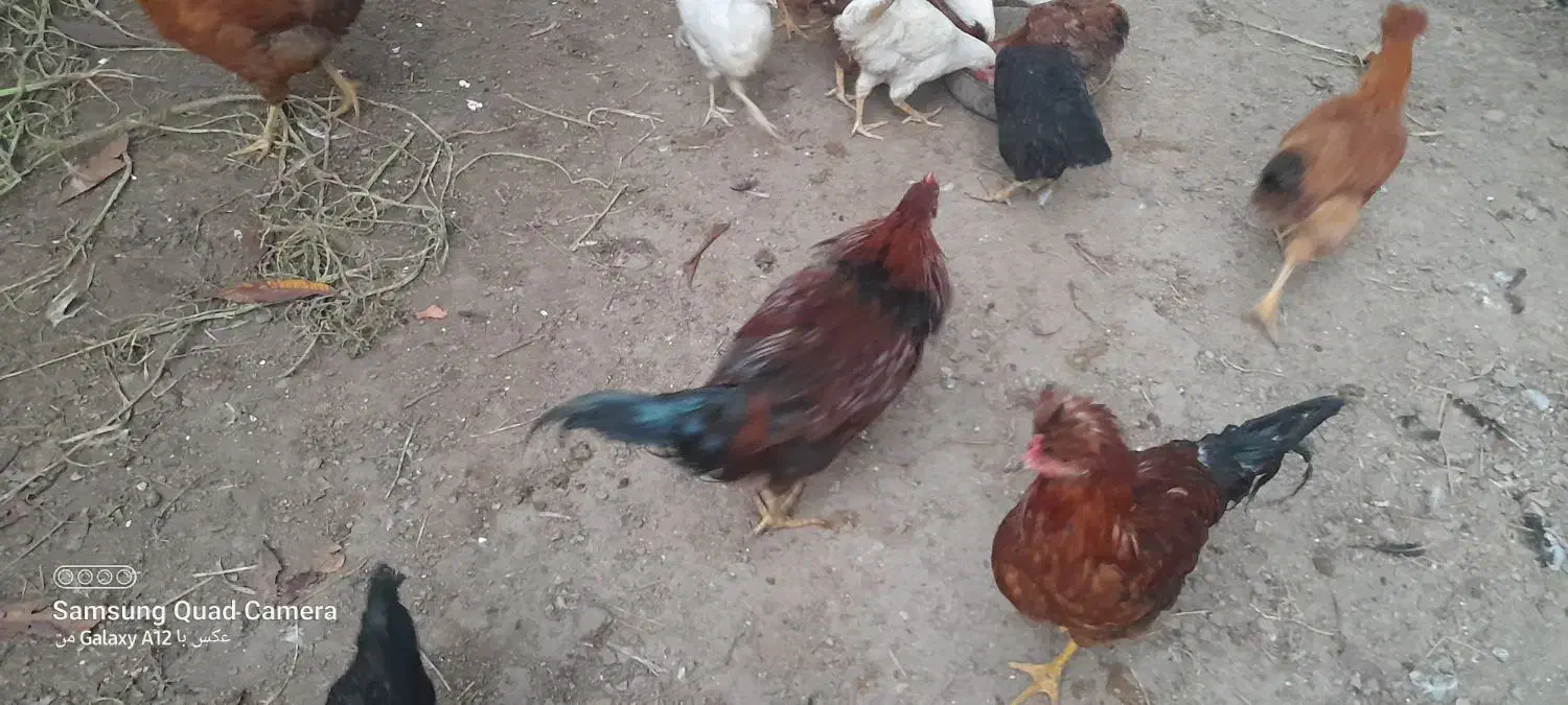فروش جوجه بوقلمون  جوجه مرغ ۳ ماهه|حیوانات مزرعه|اسالم, |دیوار
