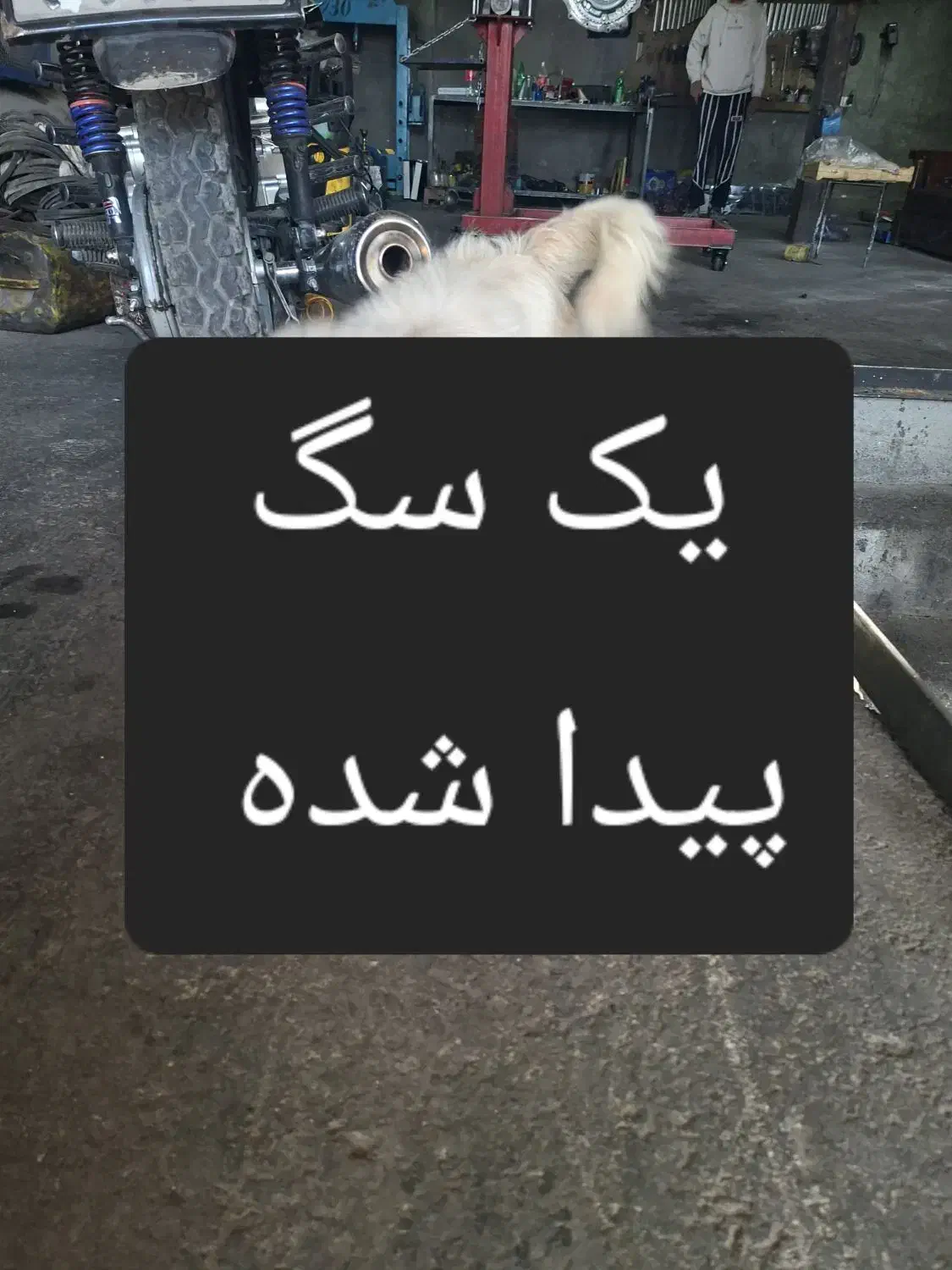 سگ گمشده|حیوانات|خمین, |دیوار