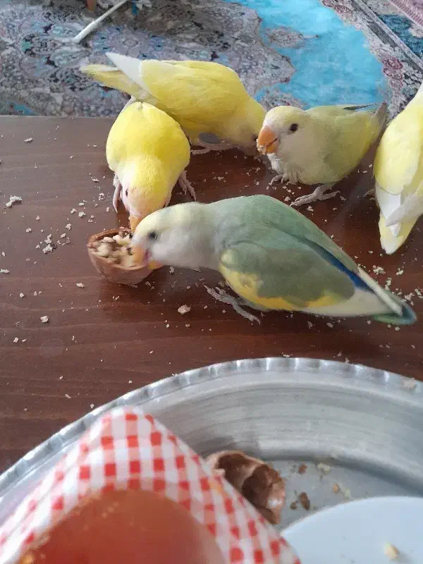 طوطی برزیلی کاکل زری|پرنده|تهران, باشگاه نفت|دیوار