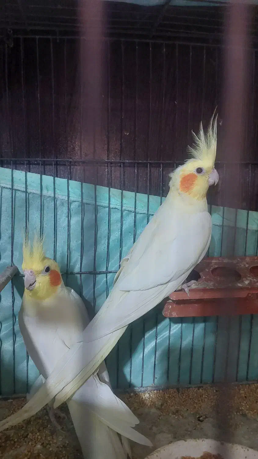 جفت عروس هلندی بالغ|پرنده|رشت, حسین آباد|دیوار