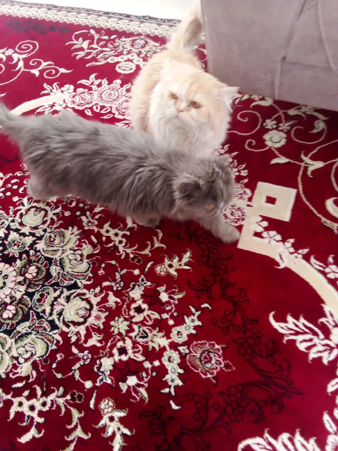 یک جفت گربه پرشین اصل|گربه|سبزوار, هویزه|دیوار