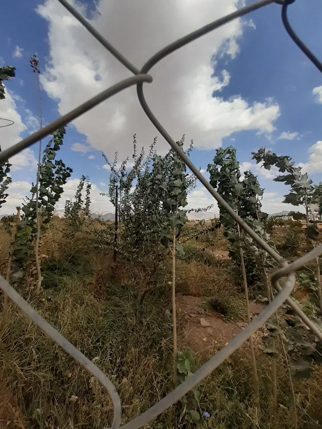 زمین ۱۰۰۰ متر سند دار.|فروش دفتر صنعتی، کشاورزی، تجاری|صائین قلعه, |دیوار