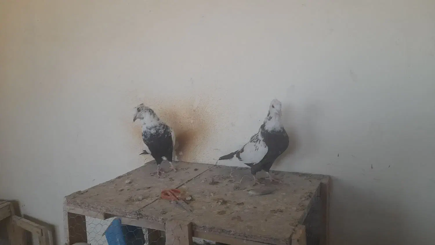 کبوتر دمبی.دم سیاه.دم.قهوه ای|پرنده|فولادشهر, فولادشهر|دیوار
