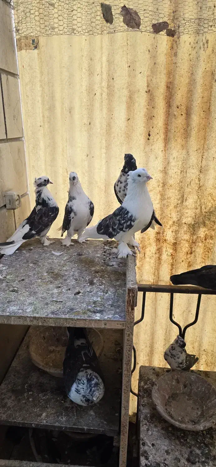 کبوتر کفتر|پرنده|تهران, سنگلج (شاپور)|دیوار