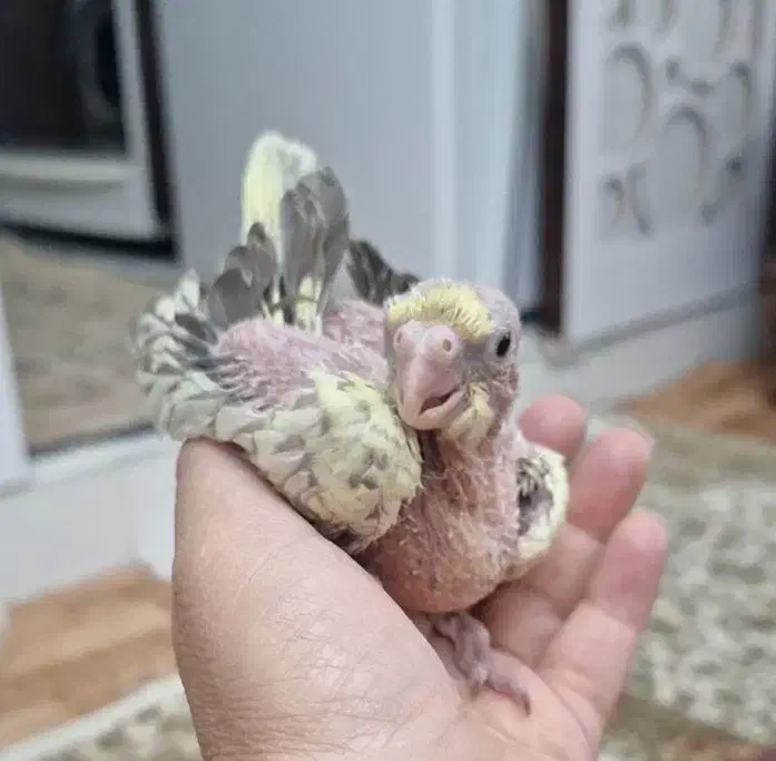 عردس طوطی|حیوانات|سهند, |دیوار