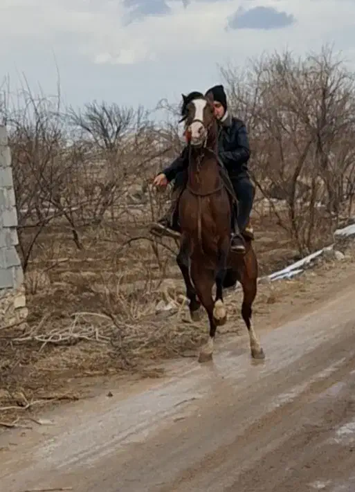 اسب عرب|اسب و تجهیزات اسب‌سواری|گوگان, |دیوار