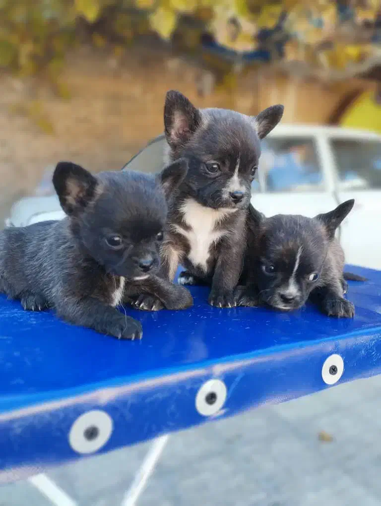 توله پامرین|سگ|تهران, شهرک آزمایش|دیوار