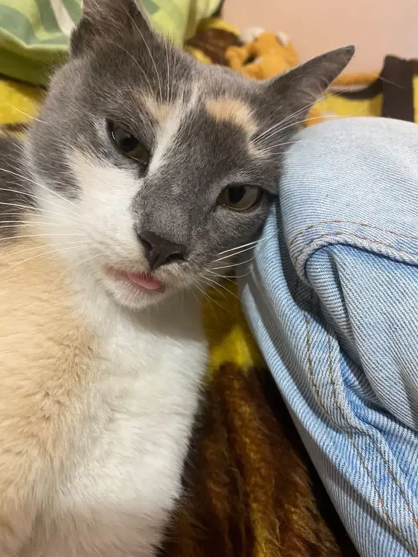 واگذاری گربه DSH|گربه|رشت, صفاری|دیوار