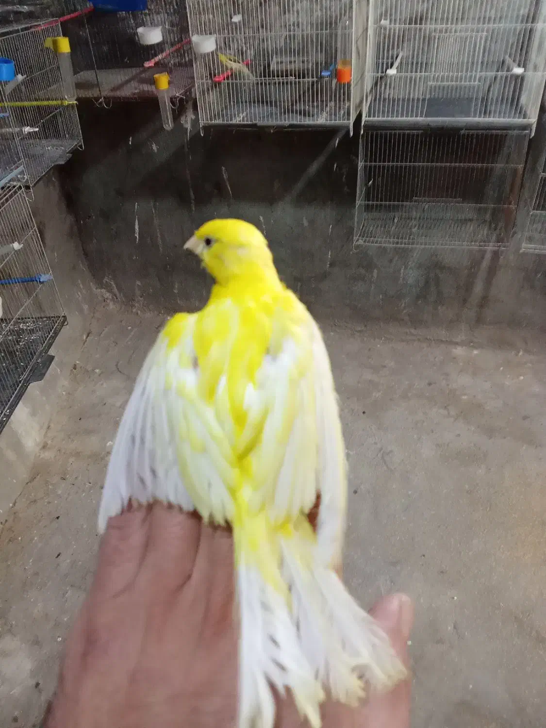 فروش قناری|پرنده|عجب شیر, |دیوار