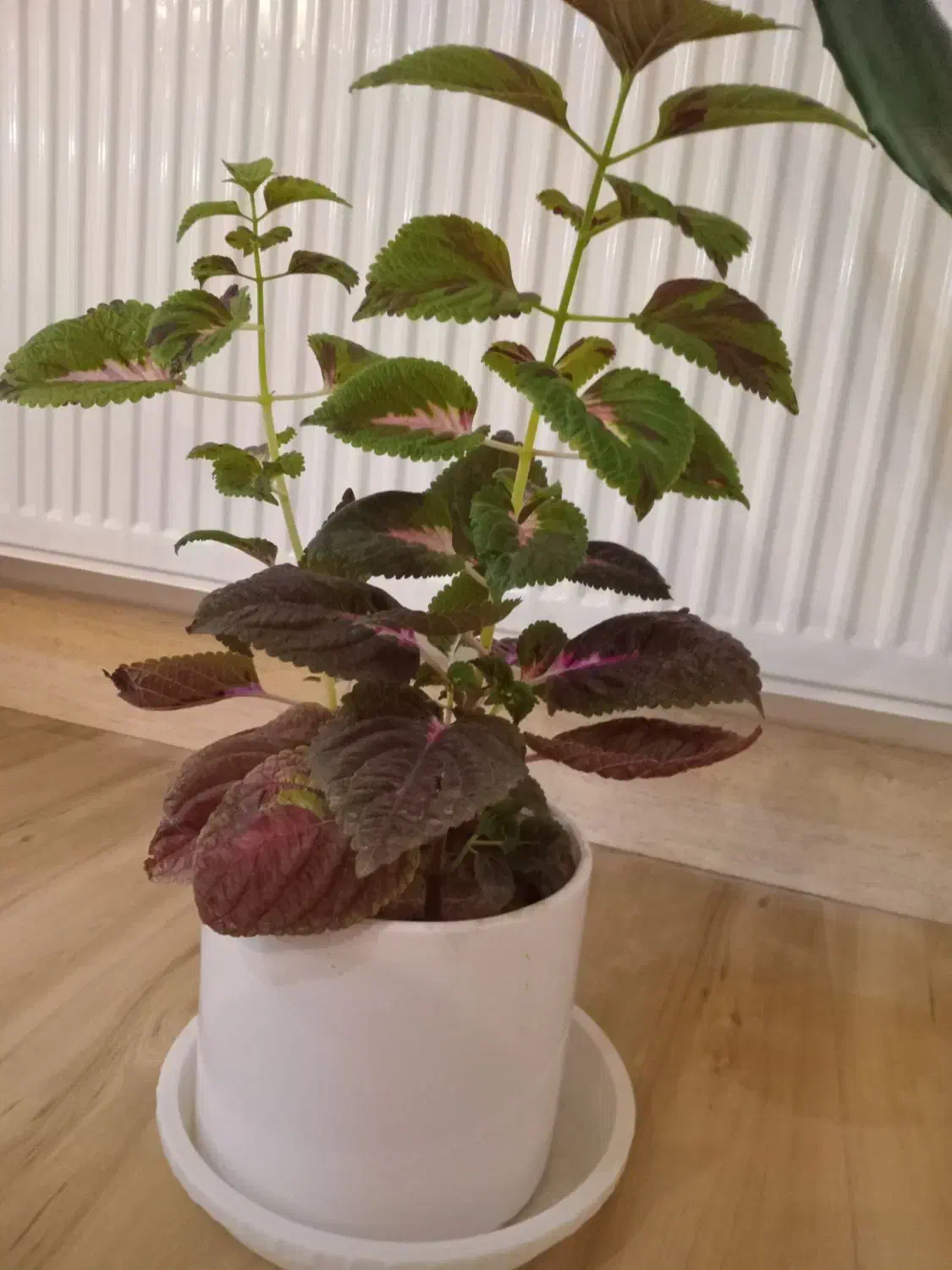 گل یوسفی|گل و گیاه طبیعی|ممقان, |دیوار