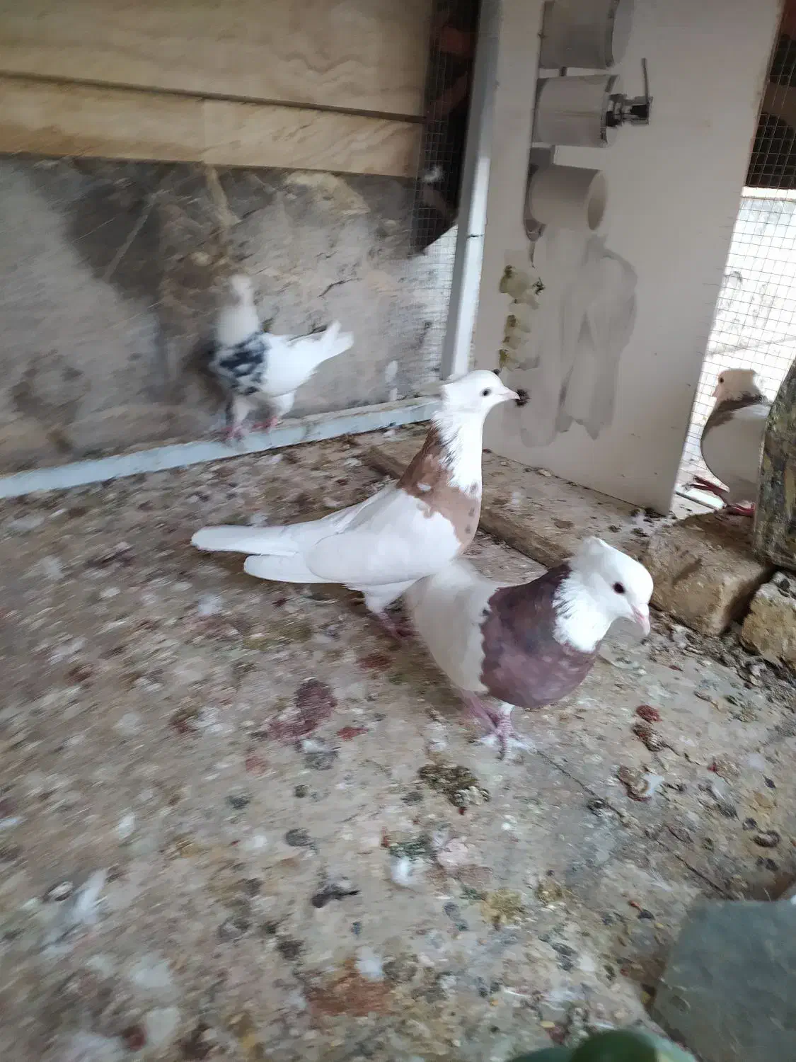 کبوتر طوقی|پرنده|اصفهان, بوستان ناژوان|دیوار