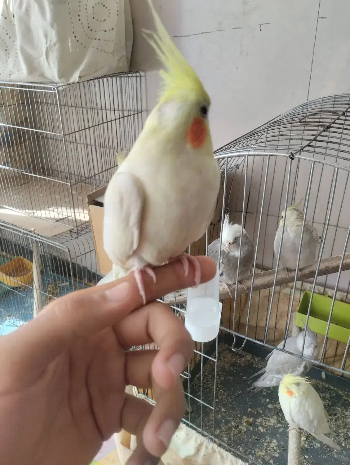 لوتینو دستی|پرنده|نجفآباد, امیرآباد|دیوار