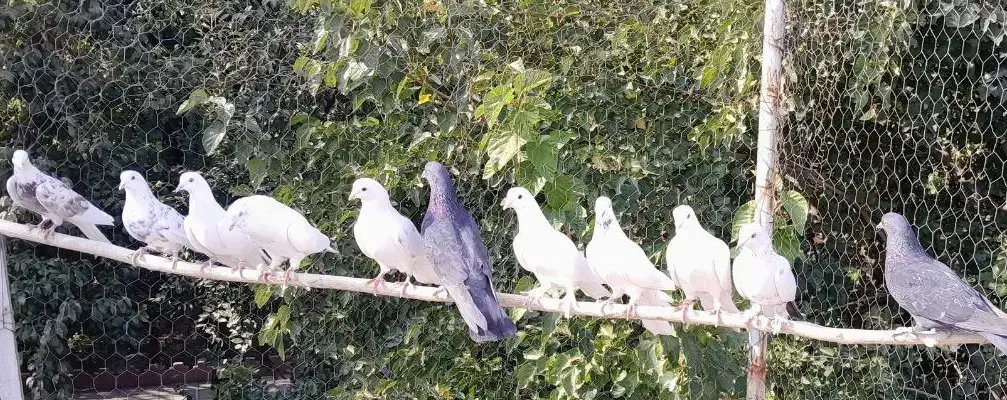 کفتر با اصالت|پرنده|کرج, عظیمیه|دیوار