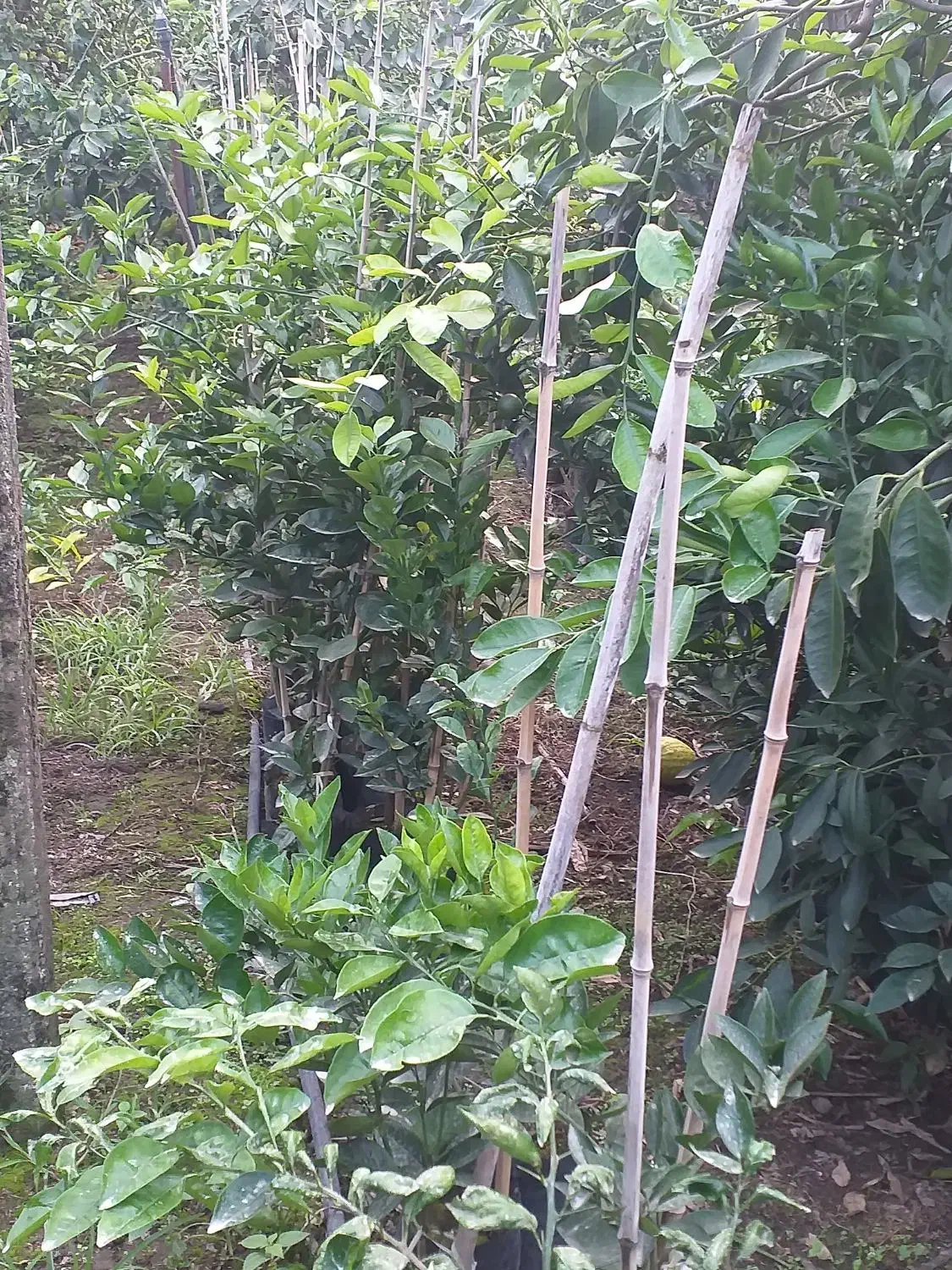 فروش انواع نهال و گل|خدمات باغبانی و درختکاری|نشتارود, |دیوار