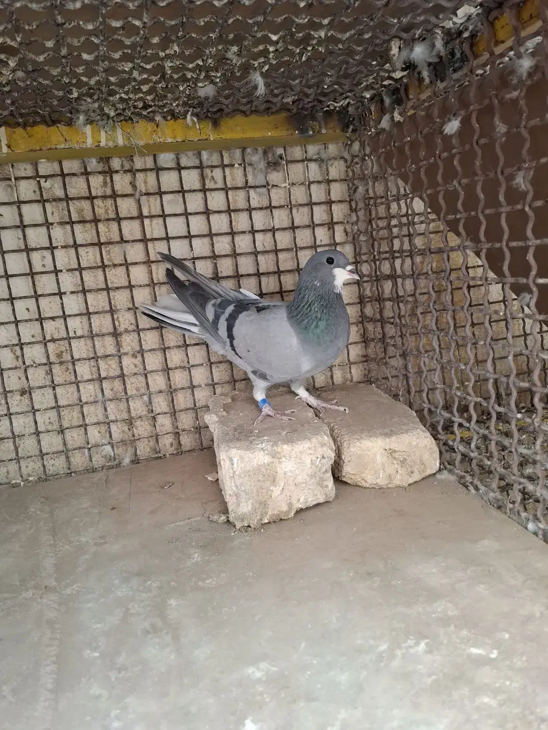 دمگیر|پرنده|خمینی‌شهر, |دیوار