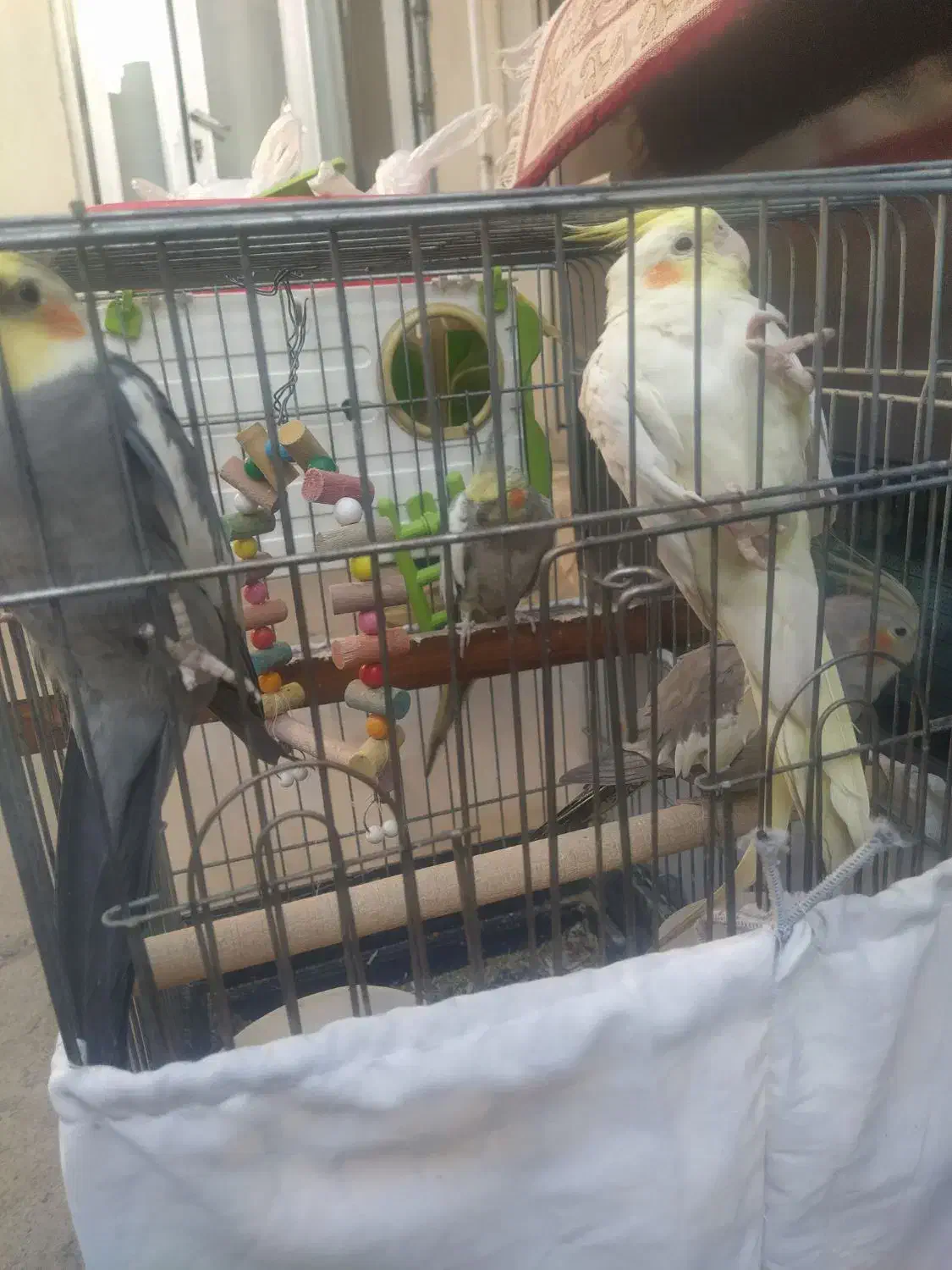 4 تا عروس هلندی فروش فوری|پرنده|صحنه, |دیوار