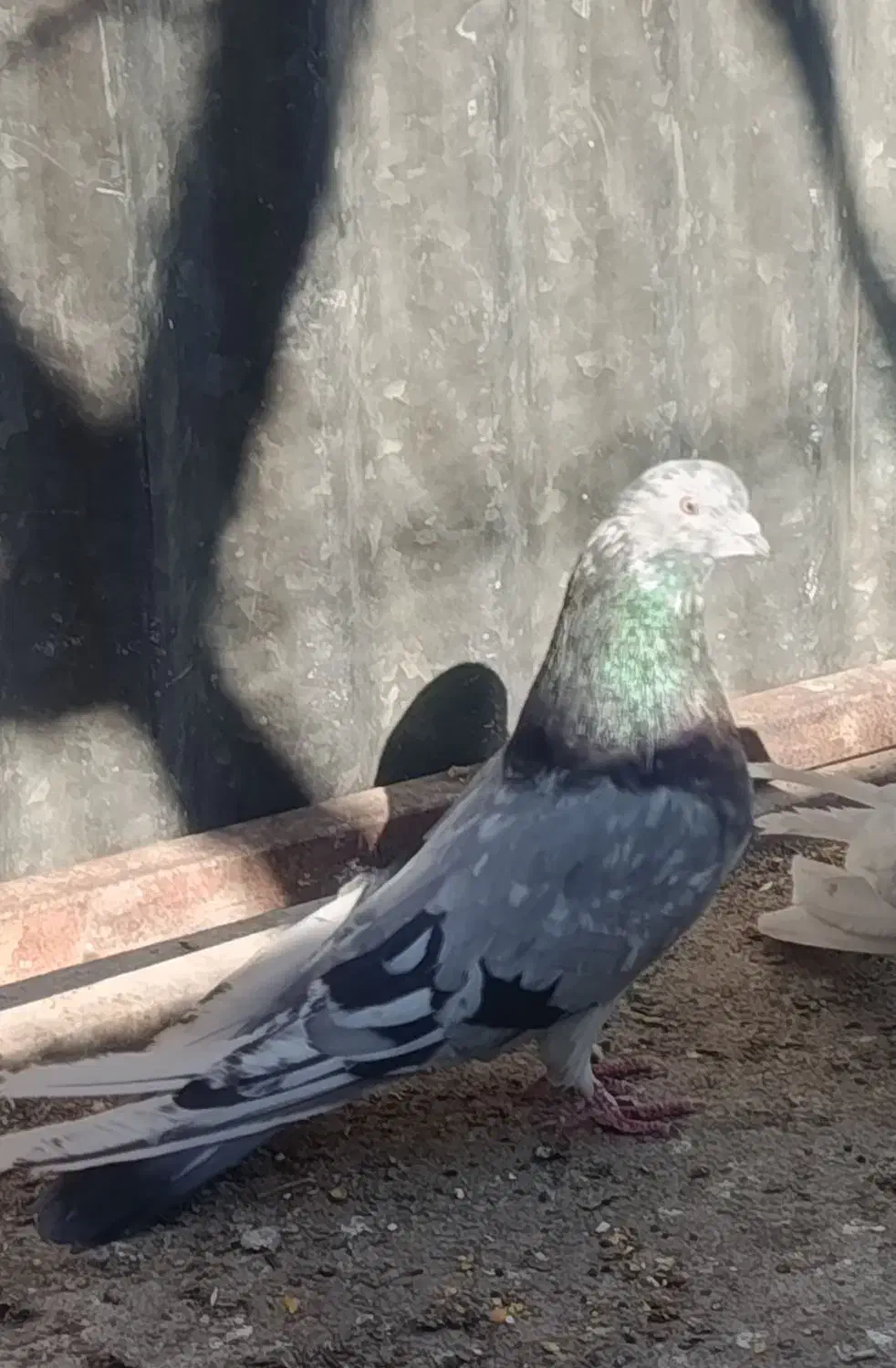 کبوتر صدا کن.|پرنده|شهرکرد, |دیوار