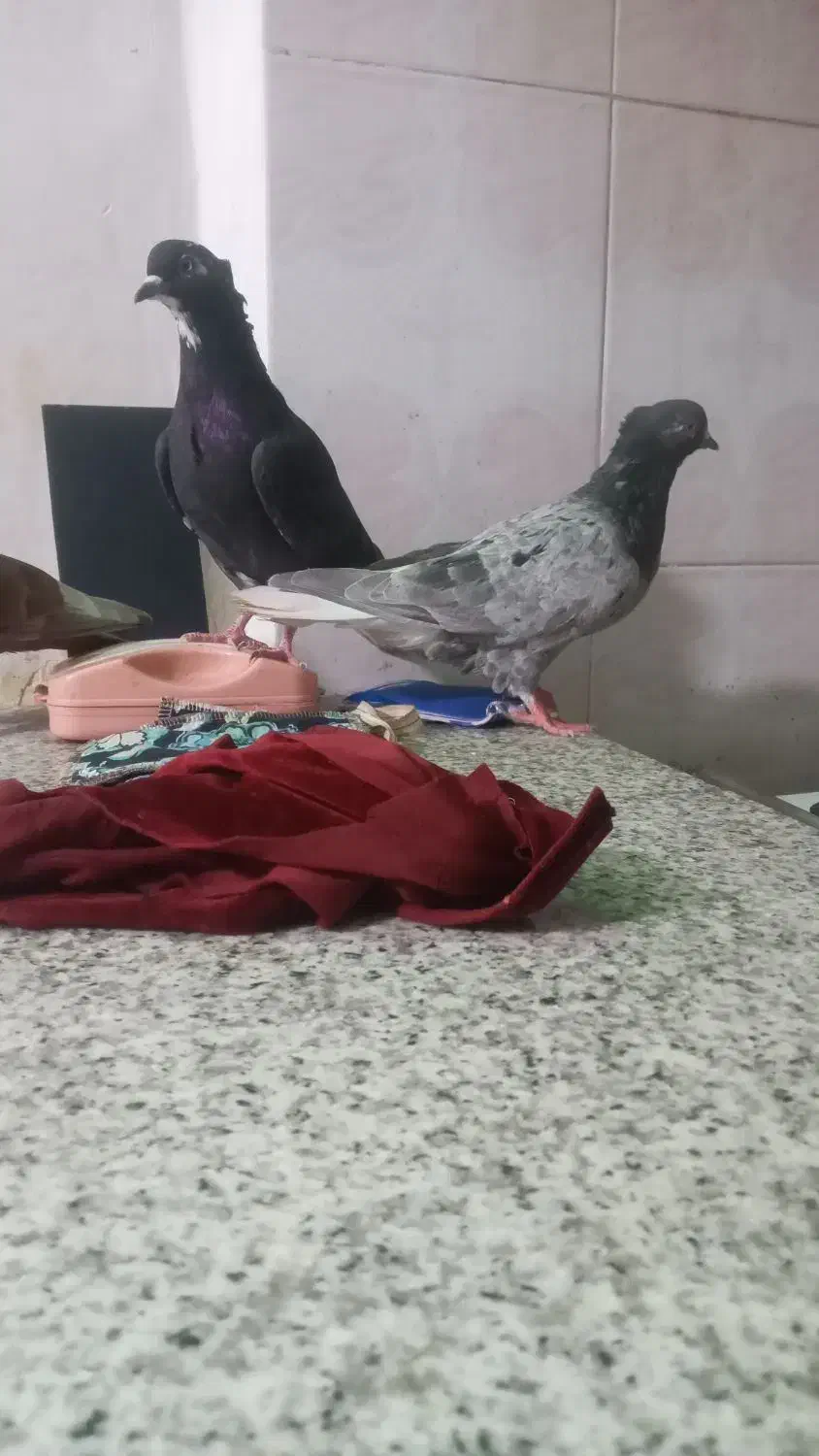 رنگی|پرنده|مسجد سلیمان, |دیوار