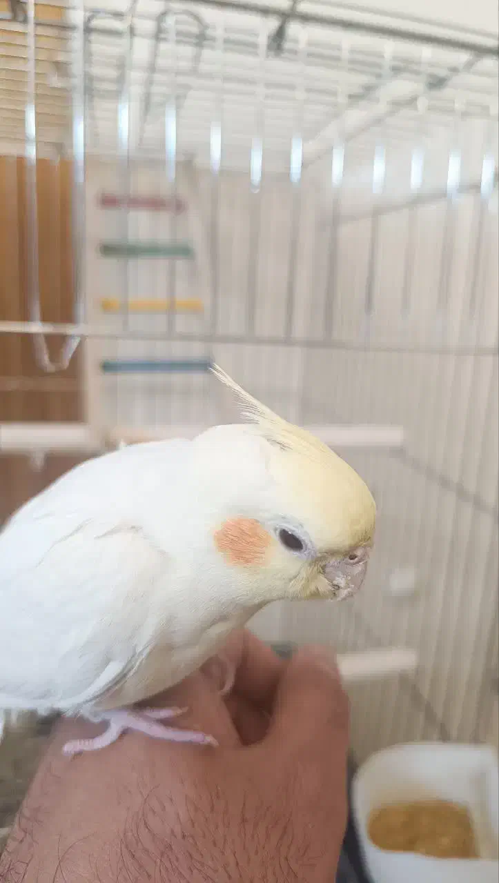 لوتینو نر کاملا دستی نژاد سخنگو|پرنده|تهران, مسعودیه|دیوار