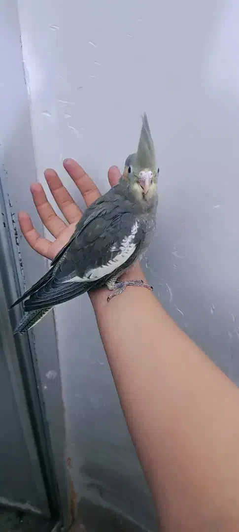 عروس هلندی|پرنده|مشهد, زمانه|دیوار