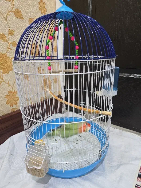 طوطی برزیلی زیبا با قفس|پرنده|قم, شاه سید علی|دیوار