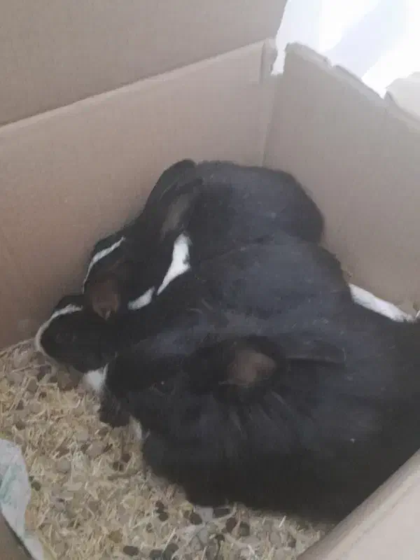 خرگوش|موش و خرگوش|بجنورد, |دیوار