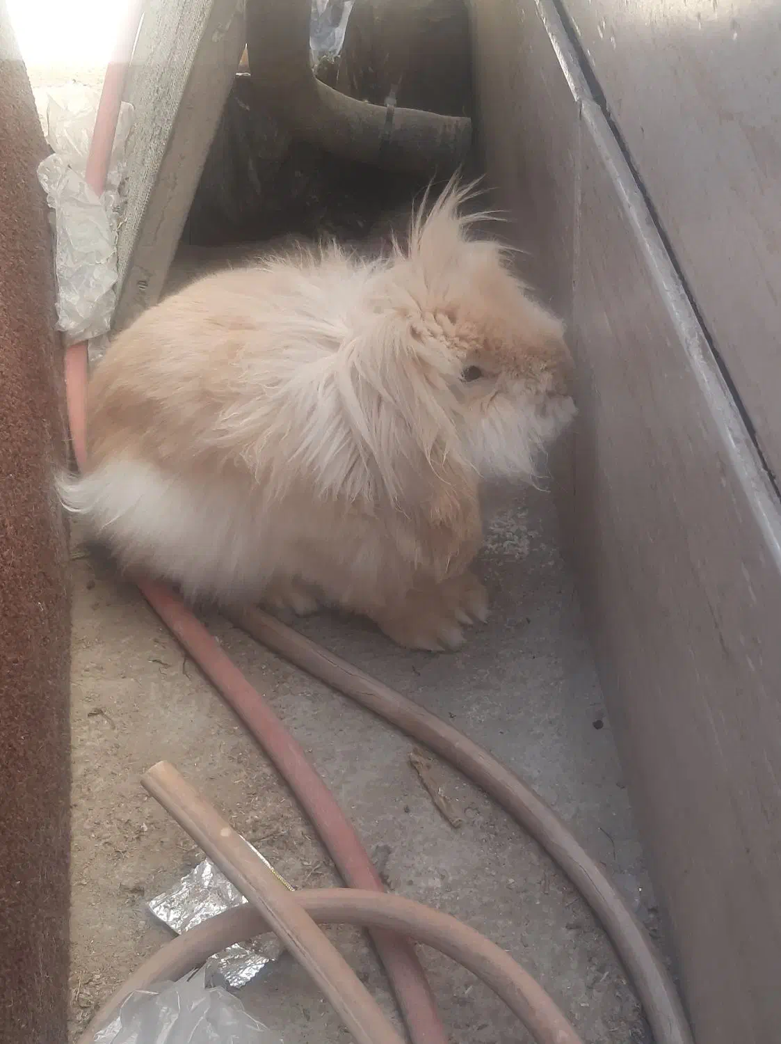 خرگوش پشمالو|موش و خرگوش|زاهدان, |دیوار