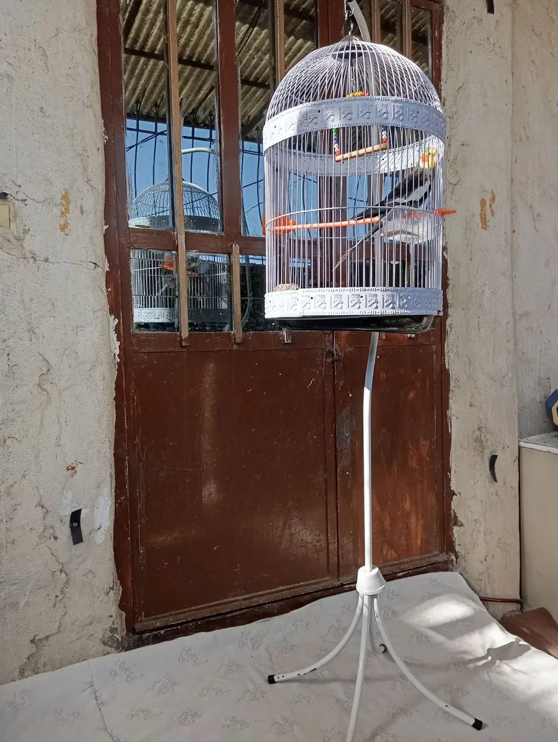 یک عدد قفس پایه دار|لوازم جانبی حیوانات|طرقبه, |دیوار