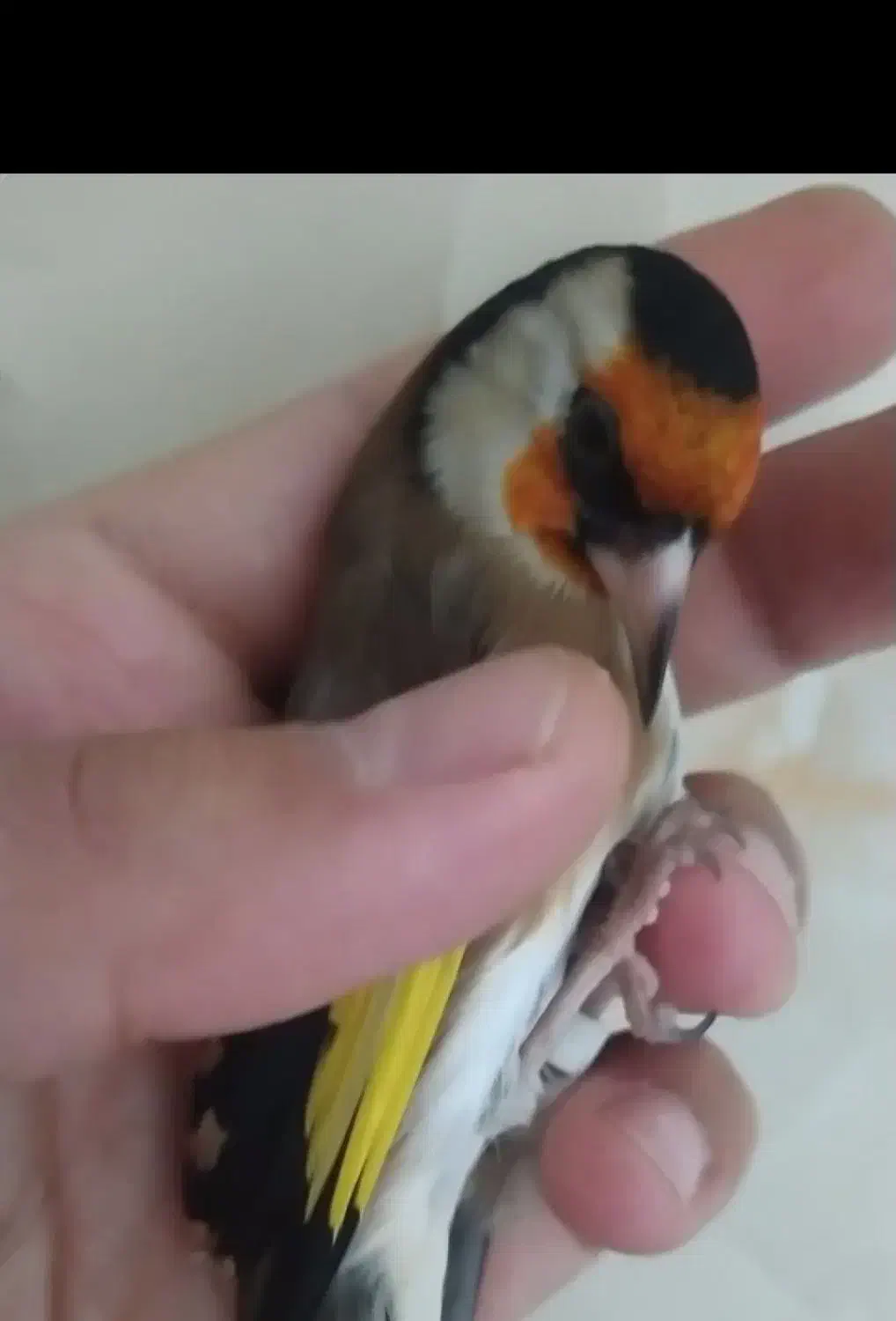 سهره لر، جفتی قناری، حلقه پا|پرنده|تهران, عبدل‌آباد|دیوار