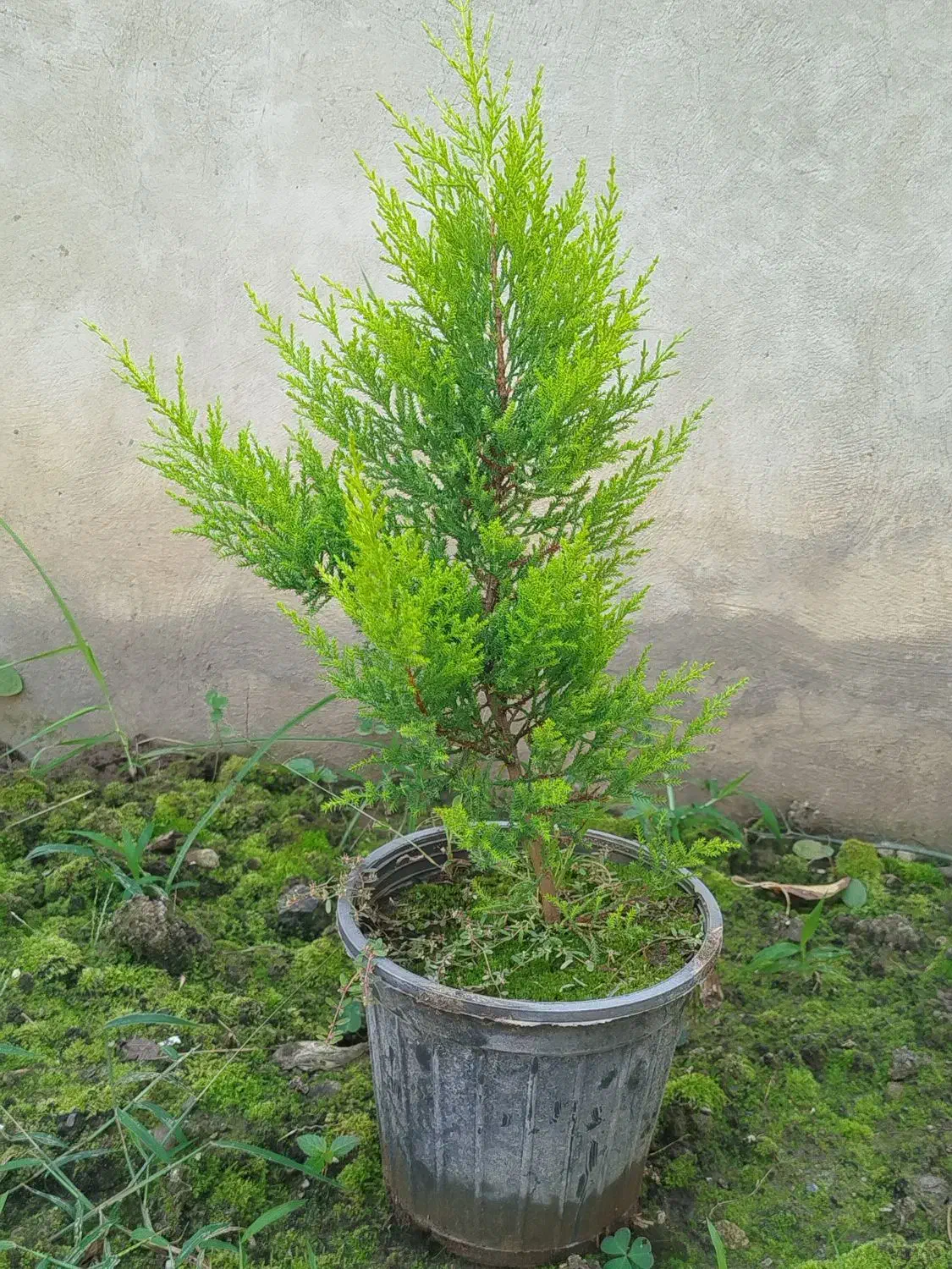 فروش لاوسون سطل ۳ و۴|گل و گیاه طبیعی|رامسر, |دیوار