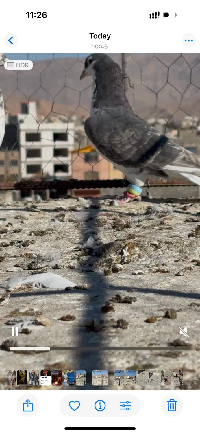 صده مشکی با هفرنگ|پرنده|اسفراین, |دیوار