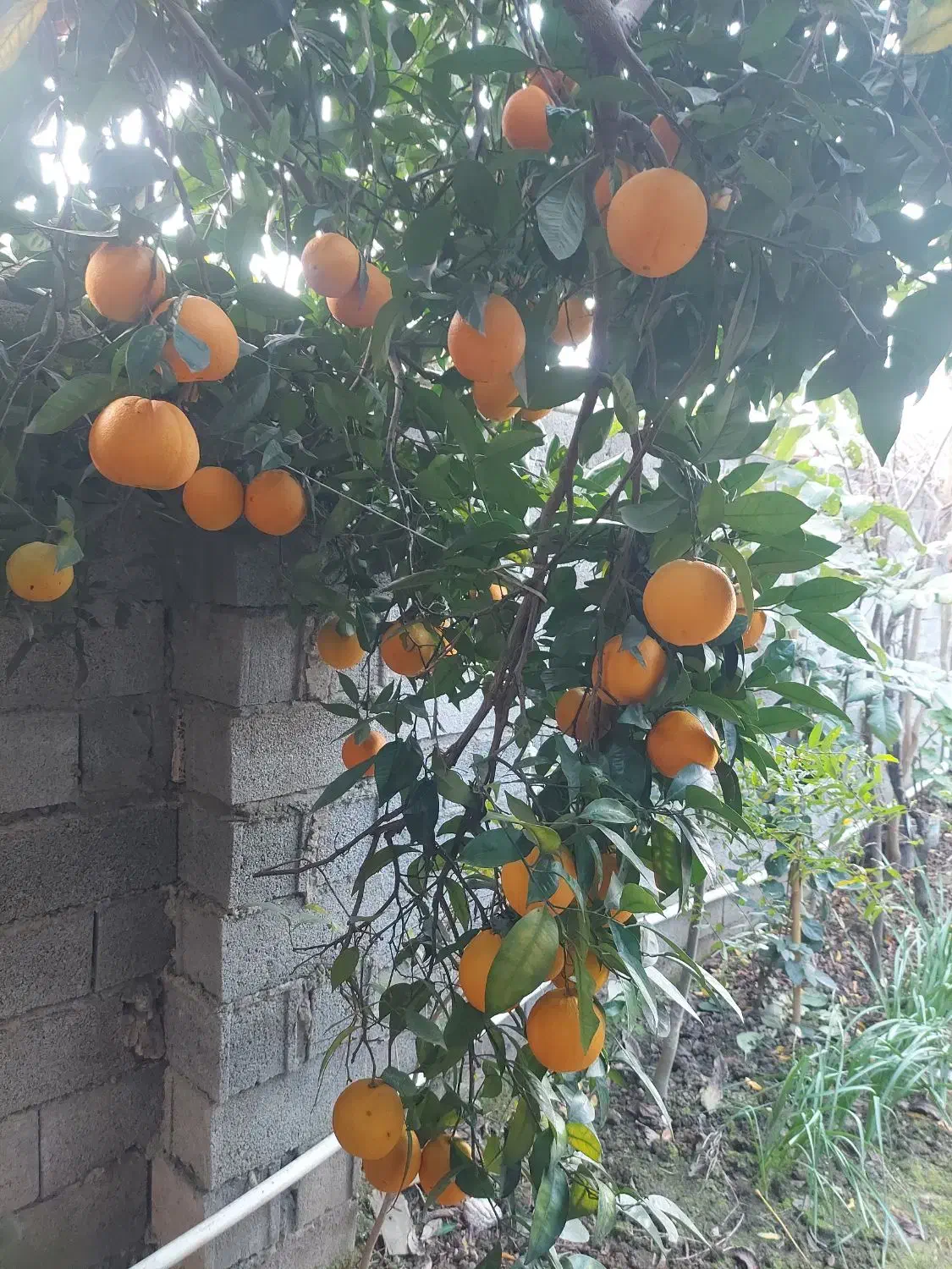 اجاره|اجارهٔ آپارتمان|بهنمیر, |دیوار