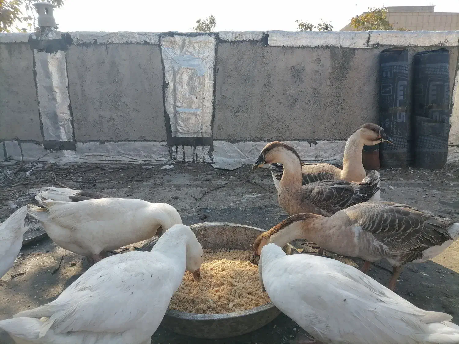 غوغاز وغاز|حیوانات مزرعه|کلاله, |دیوار