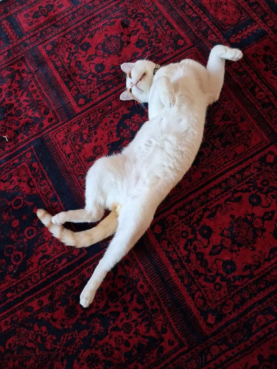 گربه گم شده|حیوانات|رشت, شهرک قدس|دیوار