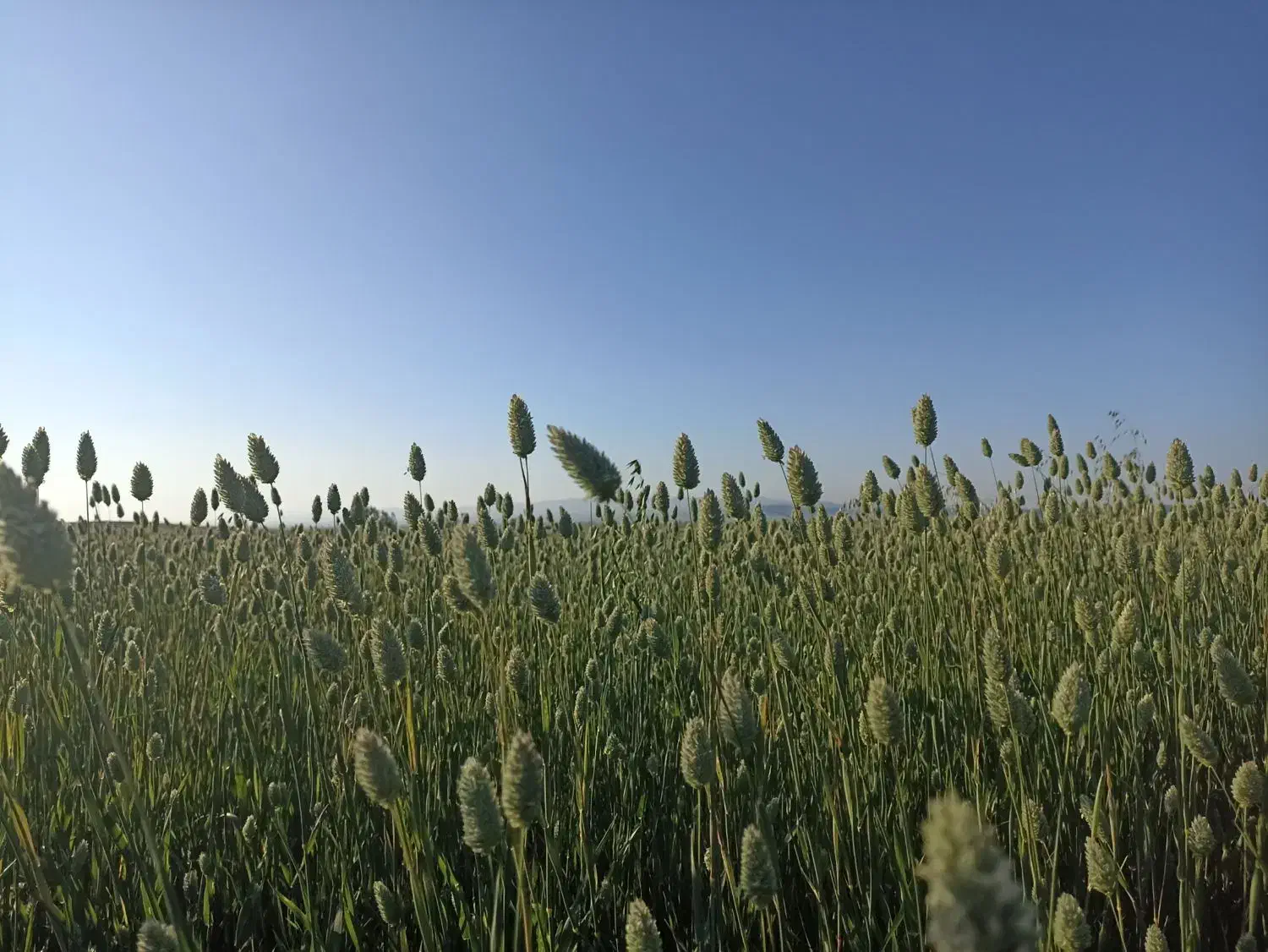 کتان|خوردنی و آشامیدنی|تهران, بوستان چیتگر|دیوار
