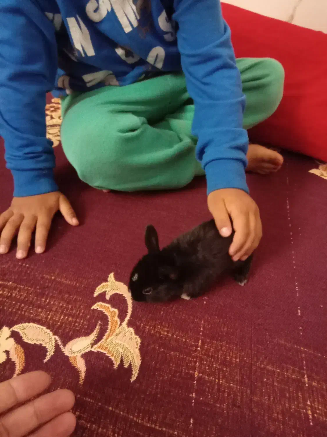 بچه خر گوش زرنگ سالم. م قشلاق چرخلو|موش و خرگوش|رامند, |دیوار