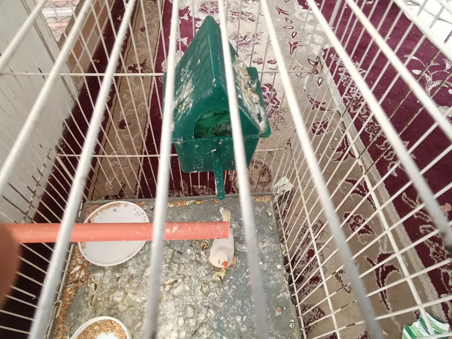 یک جفت فنچ با جوجه|پرنده|مشهد, شترک|دیوار