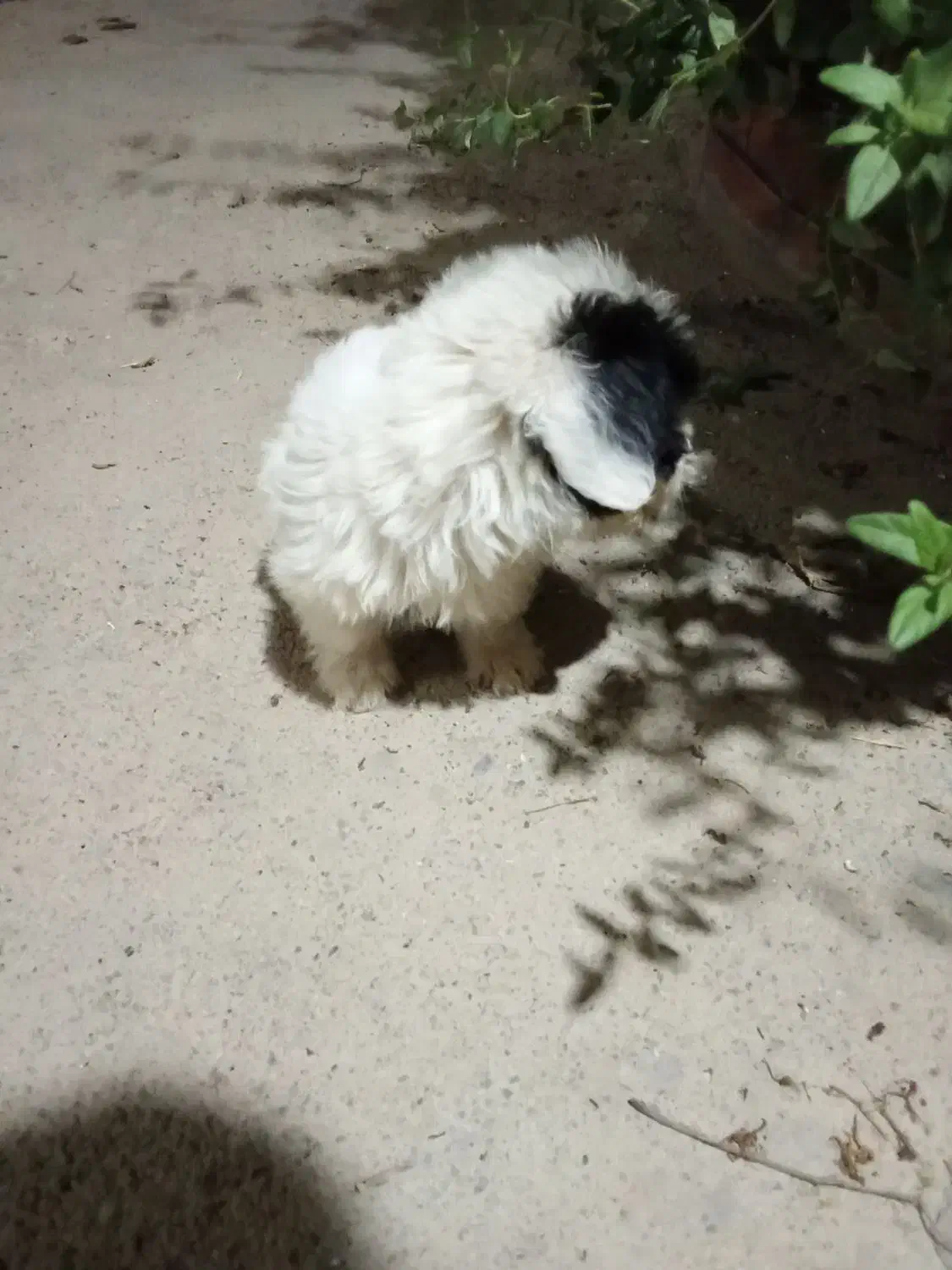 سگ پاکوتاه|سگ|پاکدشت, پاکدشت (مامازند)|دیوار