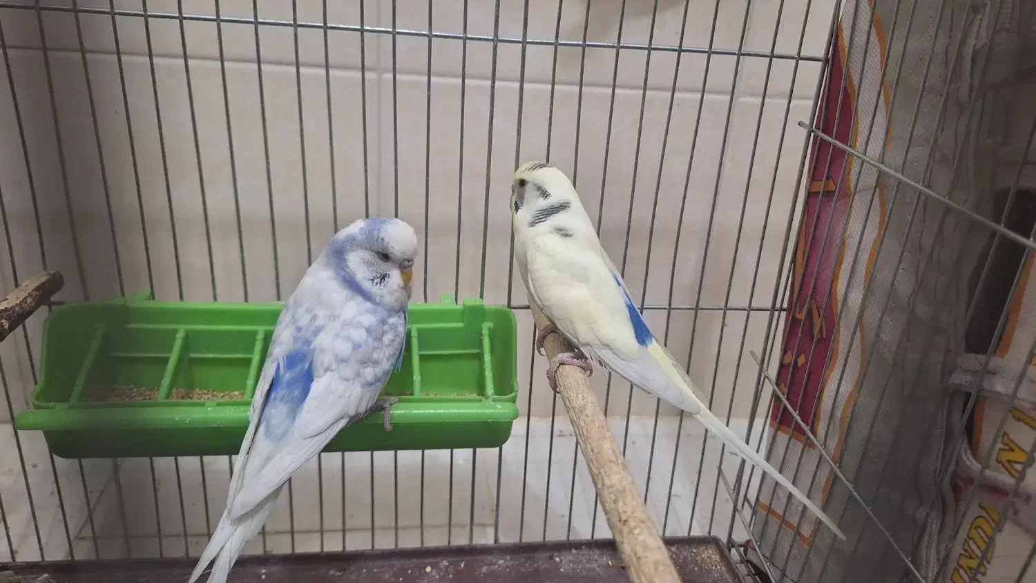 مرغ عشق معمولی نر مرغ عشق انگلیسی نر|پرنده|فولادشهر, مسکن مهر فولادشهر|دیوار