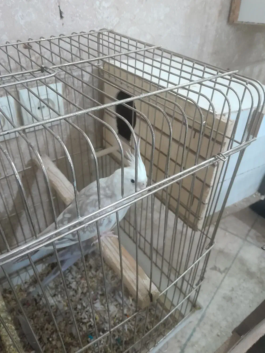 عروس هلندی مولد|پرنده|چهارباغ, |دیوار