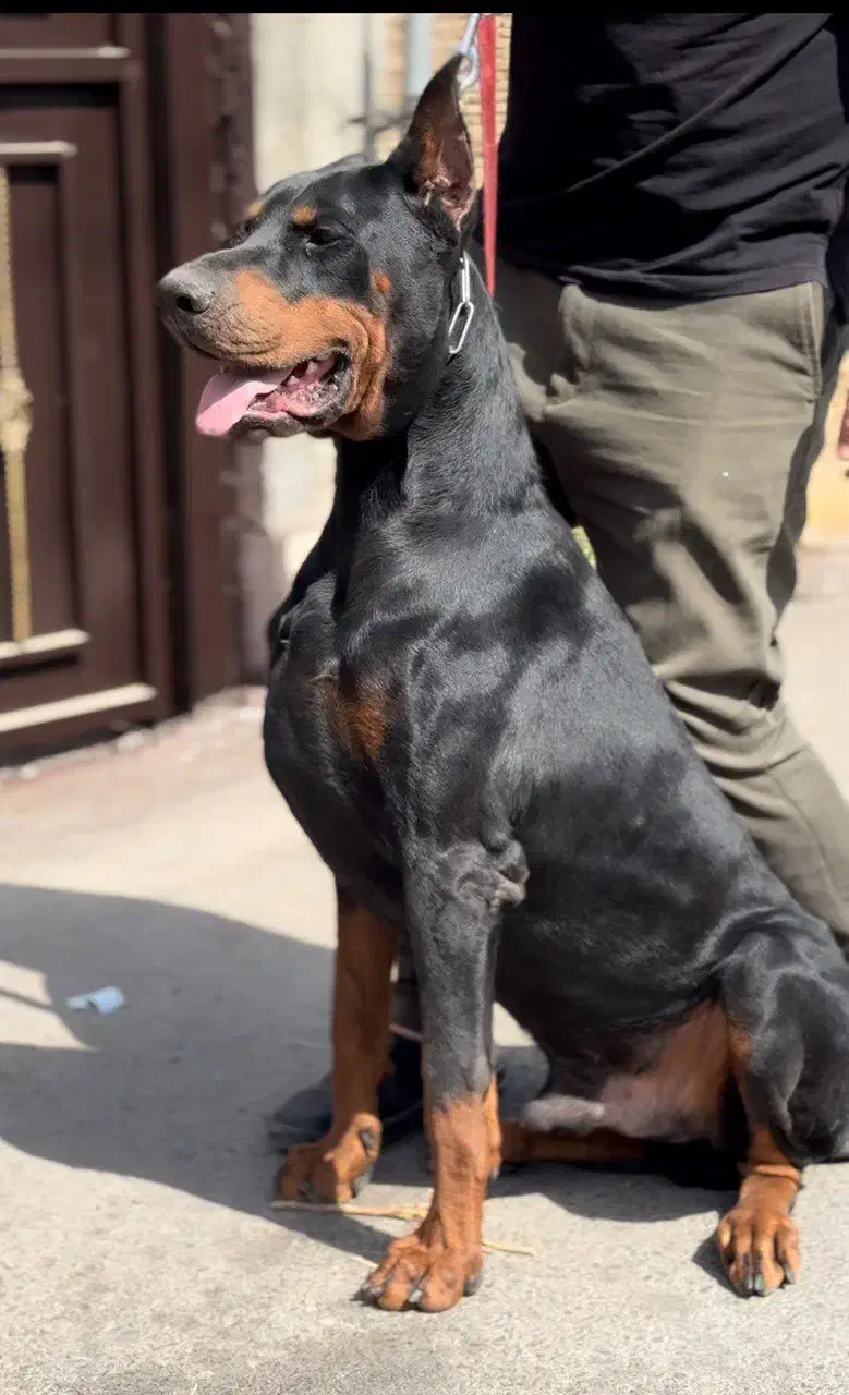 دوبرمن|سگ|بومهن, |دیوار