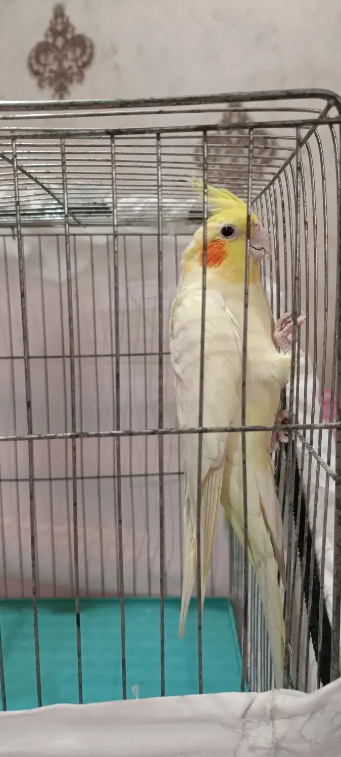 عروس هلندی لوتینو|پرنده|رشت, سیا اسطلخ|دیوار