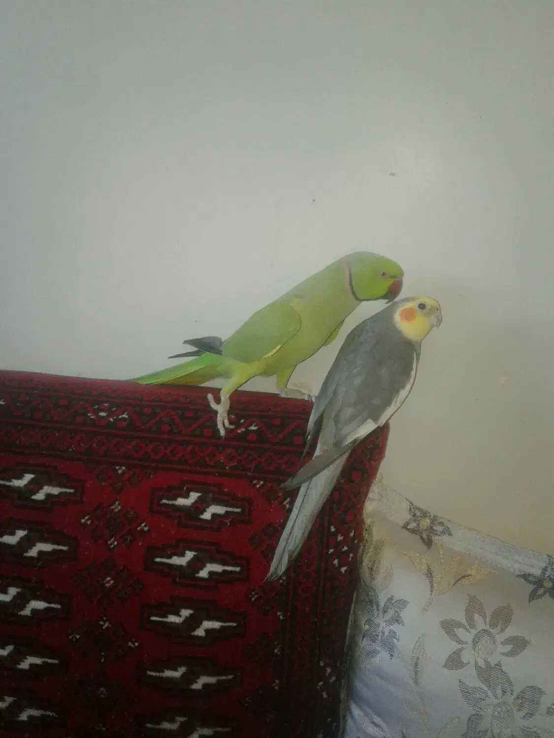 عروس هلندی سخنگونر|پرنده|فردوس (خراسان), |دیوار