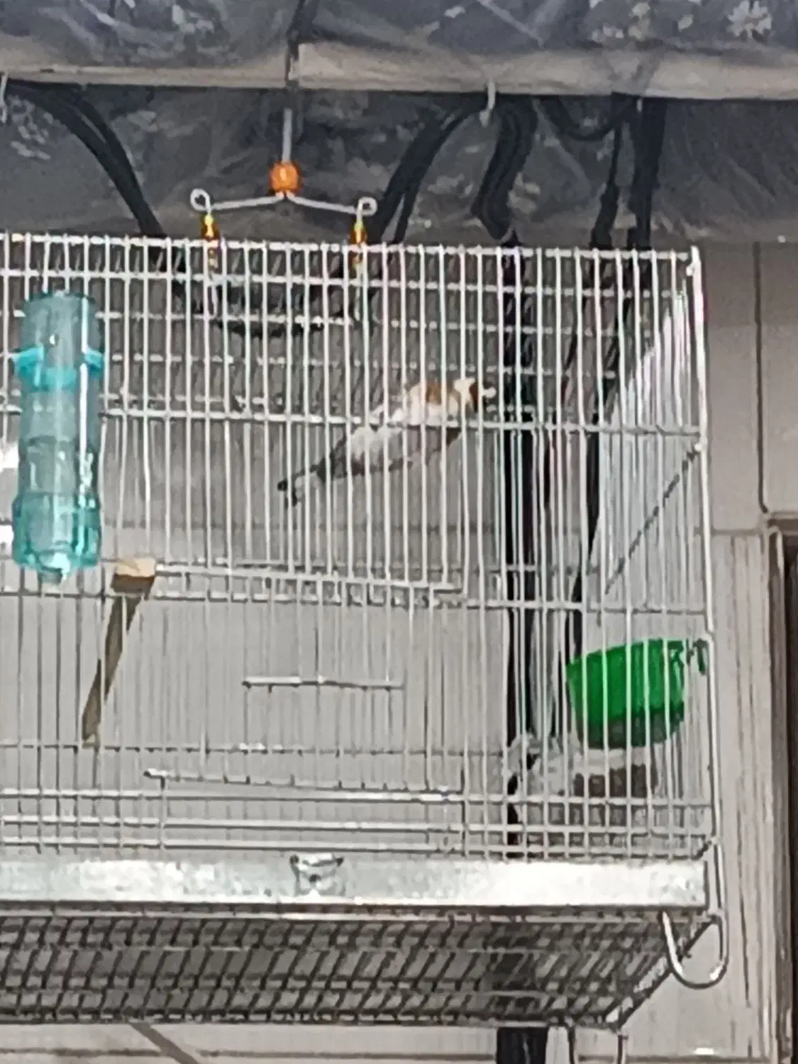 سهره ها همه تکثیر قفس|پرنده|رشت, خواهر امام|دیوار