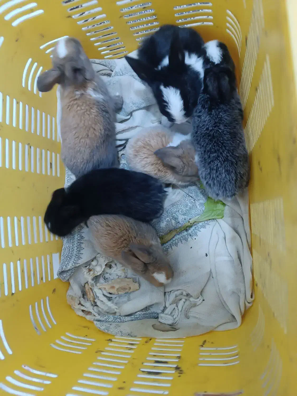 خرگوش|موش و خرگوش|مشهد, نظام دوست|دیوار