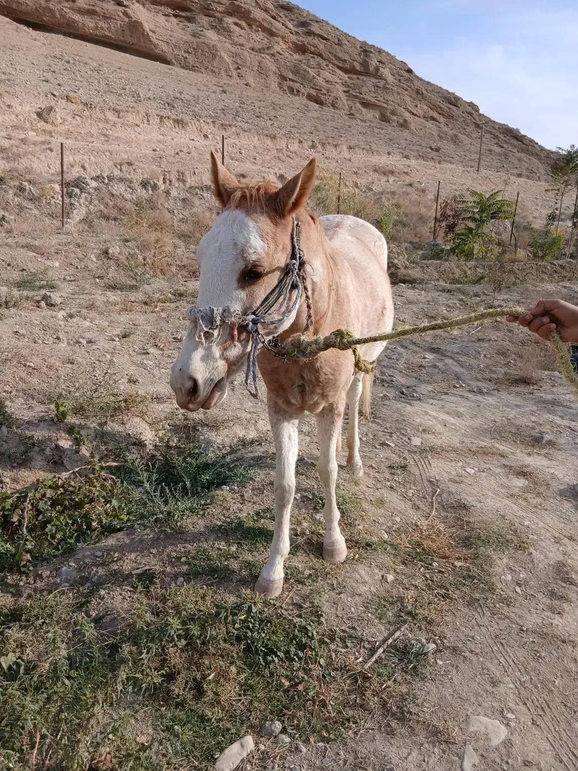 اسب ماده یورقه|اسب و تجهیزات اسب‌سواری|شیروان (خراسان), |دیوار