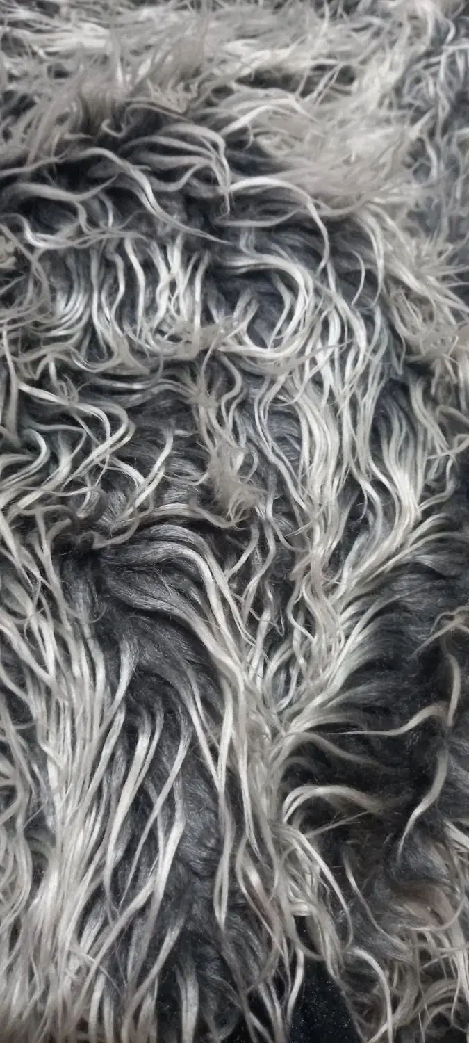 سگ پشمی زیبا|پادری|بروجرد, |دیوار