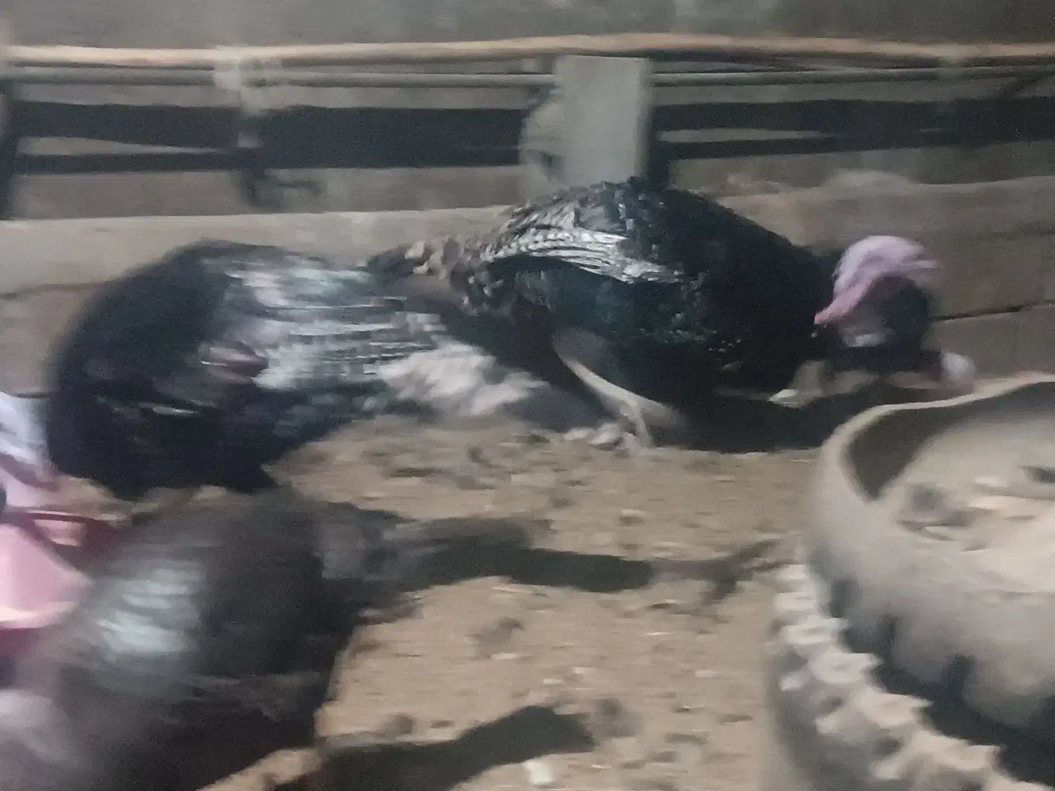 بوقلمون|حیوانات مزرعه|مشگین شهر, |دیوار